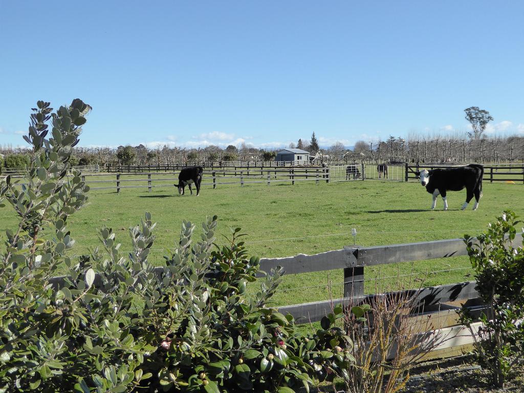 Cottages On St Andrews Havelock North Exteriér fotografie